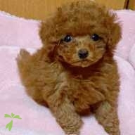 清見 チロル ちゃん