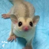 三戸谷 らいむ ちゃん