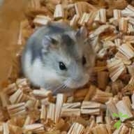 藤麻 ハム ちゃん