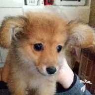 金子 こたつ ちゃん