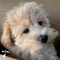 大江 ほたる ちゃん