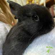 吉村 ノワール ちゃん