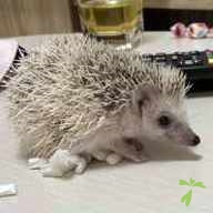 佐野 もなか ちゃん