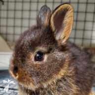 大久保 チロル ちゃん