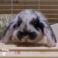 鈴木 ペロ ちゃん