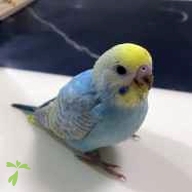 土田 ぺこ ちゃん