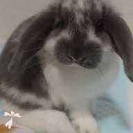 冨永 おそば ちゃん