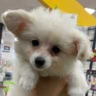 高屋 ぽんず ちゃん