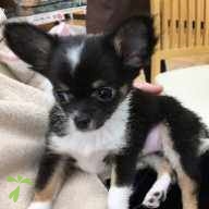 高村 リン ちゃん