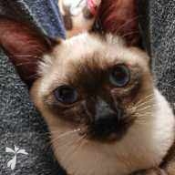 加藤木 シャーロック ちゃん