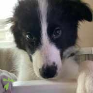 杉山 キキ ちゃん