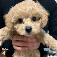 井橋 吉 ちゃん