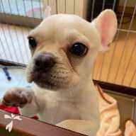 幸村 あさひ ちゃん