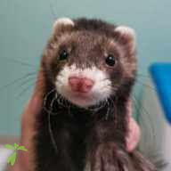 地上 たけとら ちゃん