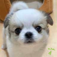 福井 喜々 ちゃん