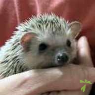 宮坂 ラテ ちゃん