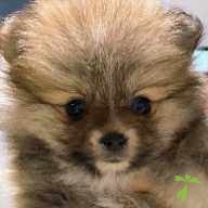 飯塚 マロン ちゃん