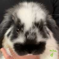 中村 もも ちゃん