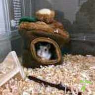 平山 くろめ ちゃん