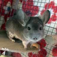 隅川 ルナ ちゃん