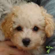 湯本 もなか ちゃん