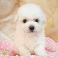 岩田 Blanc ちゃん