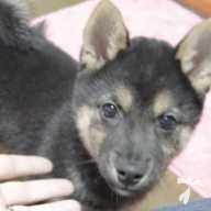 石山 クロ子 ちゃん