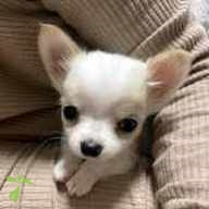 松浦 とろろ ちゃん