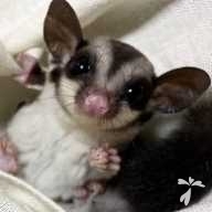 福島 Chloe ちゃん