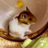 古川 まめ ちゃん