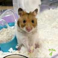 西馬 ボン ちゃん