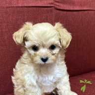 太田 モカ ちゃん