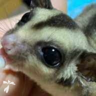 元辻 モモン ちゃん