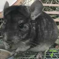 竹田 まかろん ちゃん