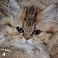 榊 もち ちゃん