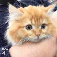 稲垣 テン ちゃん