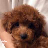 長谷川 さくら ちゃん