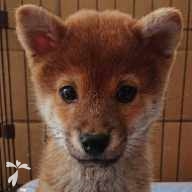 梨本 ぽん太 ちゃん