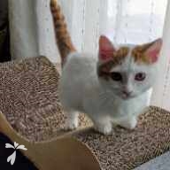 齊藤 なごみ ちゃん