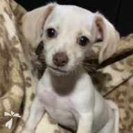 一條 こむぎ ちゃん