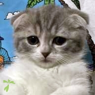 内谷 もち丸 ちゃん