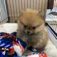 德永 プリン ちゃん