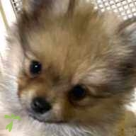 酒井 ぽこ ちゃん