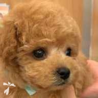 清水 ぽてと ちゃん