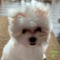 古川 ポコ ちゃん