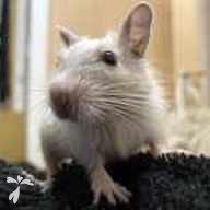 二階堂 おもち ちゃん