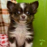 千葉 うる ちゃん