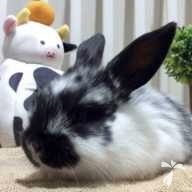 菊池 ごま大福 ちゃん