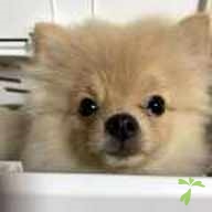 近藤 からあげ ちゃん