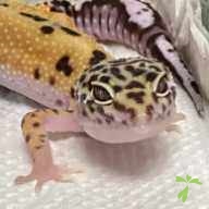 石川 チャック ちゃん